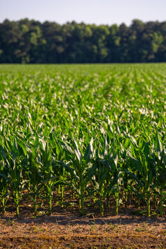 Green corn plants. Rows of young corn on organic cornfield of soil. Early maize crop in cultivated soil. Young corn field. Corn plantation.