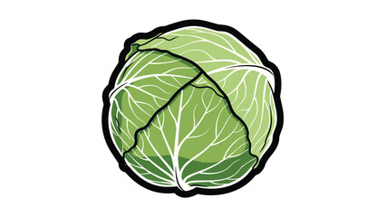 Obraz premium Healthy and fresh whole green cabbage with detailed leaf textures and thick outline isolated on a plain white background.