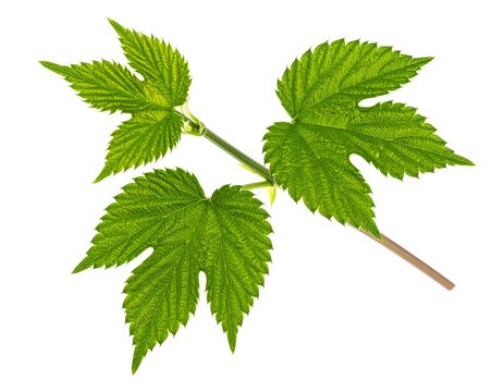 A bright green hop bine with three leafy clusters, isolated against white backdrop, showing vein detail