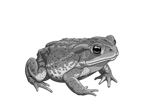 A grayscale sideview illustration of a toad on a white background It has bumpy skin and large eyes