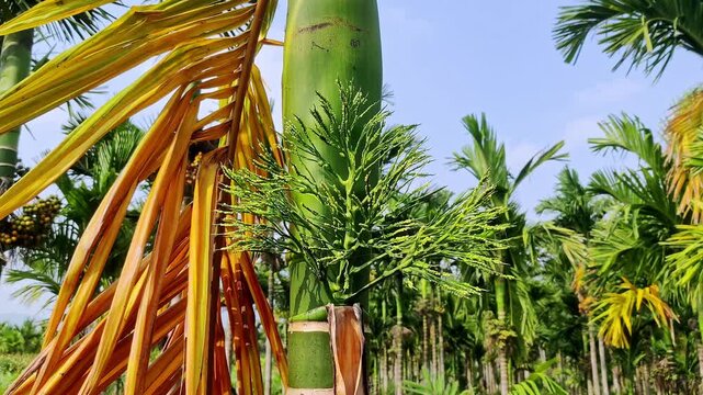 Closeup view of fresh green areca nut palm flowers blooming in a tropical garden