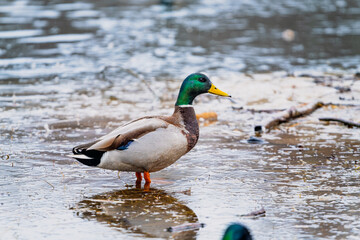 Obraz premium A mallard duck standing in shallow water, a beautiful wild bird in its natural habitat, concept for wildlife and nature conservation.
