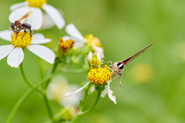 Close-up of butterfly pollinating on flower