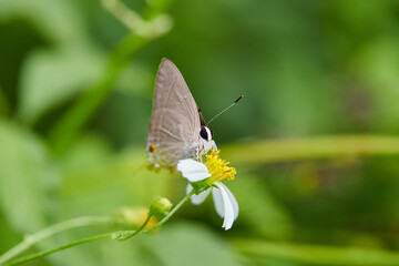 Close-up of butterfly pollinating on flower