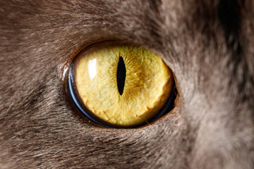 A cat's eye is shown in detail