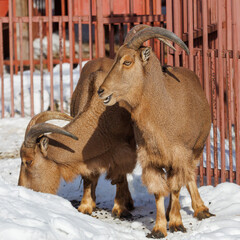 Two goats are standing next to each other in a pen