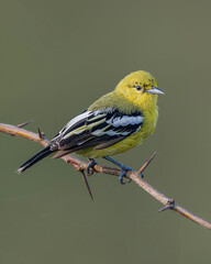 Fototapeta premium White-tailed Iora in a Golden light