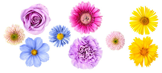 assortment of colorful flowers including roses, gerberas, chrysanthemums, and daisies in pastel and bright shades, isolated on black.