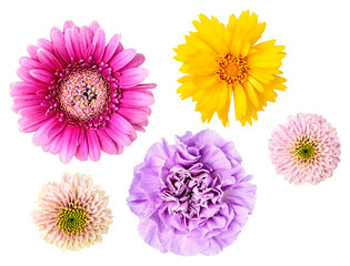 assortment of vibrant flowers isolated on transparent background, featuring pink gerbera, yellow coreopsis, lavender carnation, and two white chrysanthemums for floral design projects.