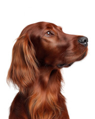 Elegant Irish Setter Dog Portrait on White Background