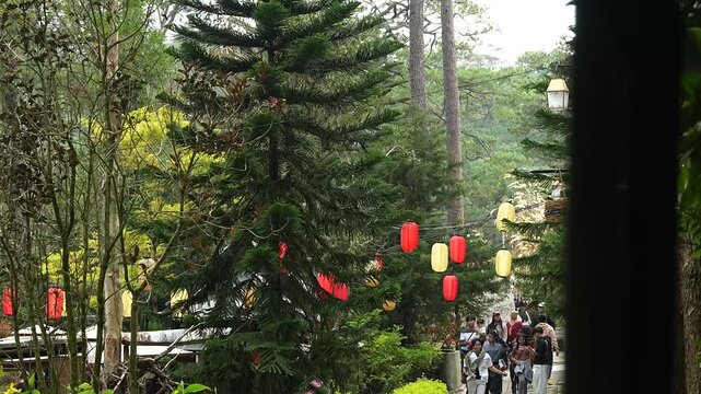Red and Yellow Lanterns Hanging in Pine Forest with Visitors Walking in Baguio City Park, Scenic Mountain Tourism Destination in the Philippines