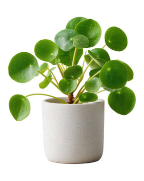 Chinese Money Plant (Pilea peperomioides) in Pot. Modern Home Decor.