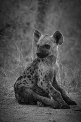Fototapeta premium Black and white portrait of a young Spotted hyena cub sitting on the ground in the savanna.