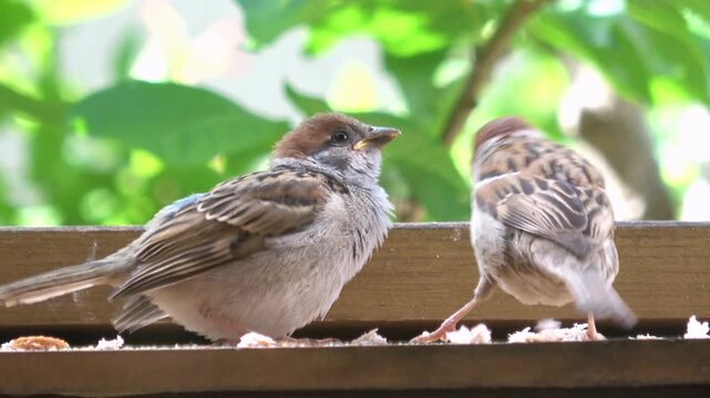 親鳥からエサをもらうスズメの若鳥のクローズアップ  雀の子育て  4K