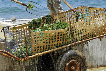 Récolte des algues © PPJ