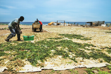 Site de récolte des algues © PPJ