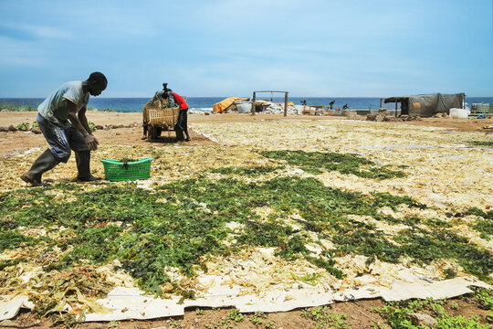 Site de r&eacute;colte des algues