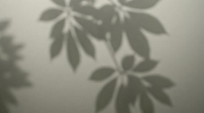 Soft shadows of delicate leaves cast on a neutral textured background