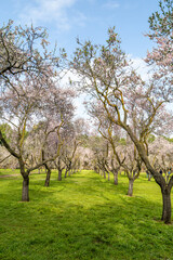 Fototapeta premium Madrid, Spain - March 02, 2026: people walking or resting in the public park called Quinta de los Molinos with the almond trees in bloom in Madrid, Spain