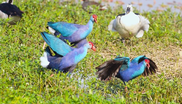 Swamphen