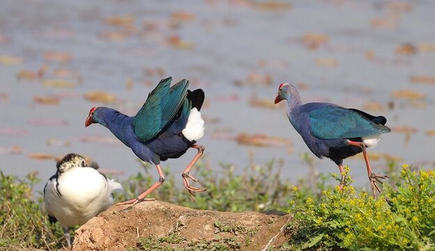 Swamphen