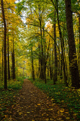 Fototapeta premium Forest path in autumn park covered with falling leaves. Beautiful woodland landscape during fall season for nature background.