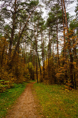 Fototapeta premium Forest path in autumn park with tall pine trees and golden foliage. Nature trail in seasonal woodland for outdoor activity. Scenic landscape.
