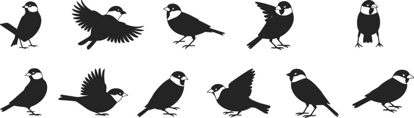 Fototapeta premium Collection of black bird silhouettes sparrow with white markings in various poses perched flying side view front view isolated vector setCollection of black bird silhouettes 