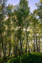 Fototapeta premium Sunlight filtering through the tall birch trees in a lush green forest, creating a serene and captivating natural landscape for nature enthusiasts.