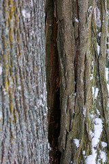 Fototapeta premium Two different tree species with contrasting bark textures growing from the same spot, covered with green moss and fresh snow in a winter city park.