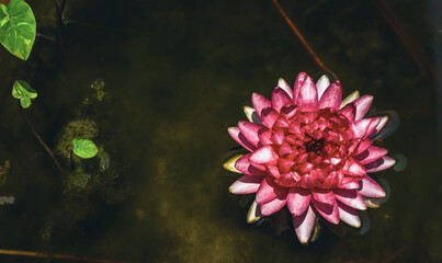 lotus flowers, their pink beauty blooming on the calm, serene surface of the water, deserted and alone.