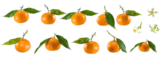 Mandarins with leaves and flowers arranged in a row  during daytime in a simple setting isolated on transparent background, PNG file