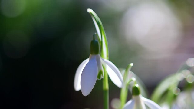 beautiful snowdrops in early spring 4k 25fps video