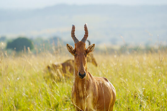 Jackson's hartebeest in the savanna of Kidepo National Park in Uganda. 