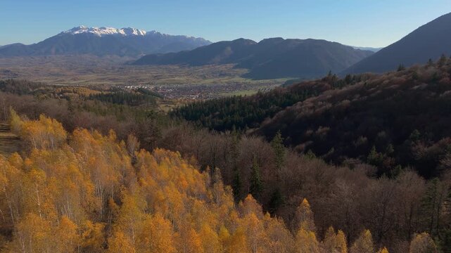 Straight Forward Aerial Flight Over Vibrant Golden Birch Canopy Towards Snow Capped Bucegi Mountains in Sunny Late Autumn Poiana Marului Cinematic 4K Graded