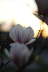 Piękna wiosenna magnolia w  zachodzącym słońcu © Pi