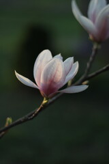Piękna wiosenna magnolia w  zachodzącym słońcu © Pi