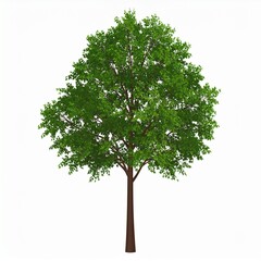 Obraz premium Vibrant Green Tree with Lush Foliage and Brown Trunk Isolated on White Background.