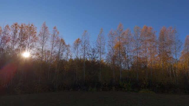 Stunning Sunset Sun Flares through Golden Birch Trees on a Clear Blue Sky in Poiana Marului Cinematic Low Altitude Lateral Drone Flight 4K Graded