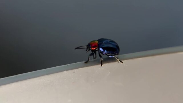 An iridescent leaf beetle, Chrysochus pulcher, with blue elytra and a red-golden pronotum, moves along the rim of a plastic bucket.