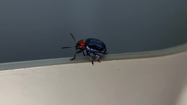 A macro video of the blue milkweed beetle (Chrysochus pulcher) from the Chrysomelidae family has a metallic coloration with vibrant blue and red hues.