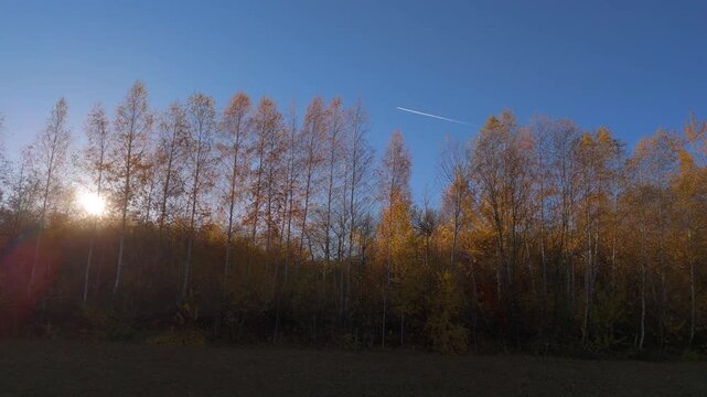 Airplane Contrail Across a Clear Blue Sky with Sunset Flares through Golden Birch Trees in Poiana Marului Cinematic 4K Graded