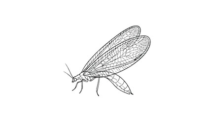 Detailed Line Drawing of an Adult Antlion Insect.