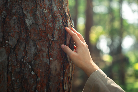 Close-up of a young Asian woman's hand gently touching the rough bark of an old pine tree in a sunny forest during daytime, symbolizing a deep connection with nature, environmental conservation.