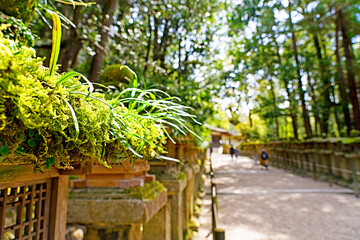 苔の灯篭と参道