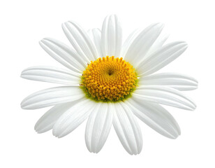 Fototapeta premium A single white daisy with a yellow center on a black background