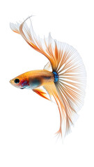Fototapeta premium Delicate Tiny Guppy with Smooth Spreading Tail