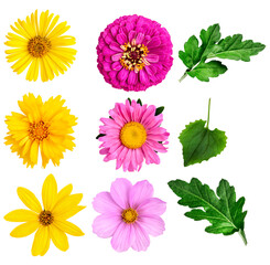 Fototapeta premium a vibrant assortment of yellow, pink, and purple flowers, alongside green chrysanthemum leaves, artistically arranged on a transparent background.