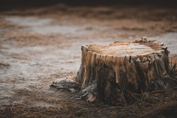 Old Tree Stump on Dry Ground, Forest Degradation Concept