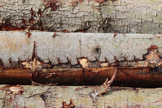 Felled tree trunks in a forest